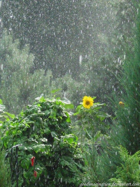 Rainy Garden reed diffuser