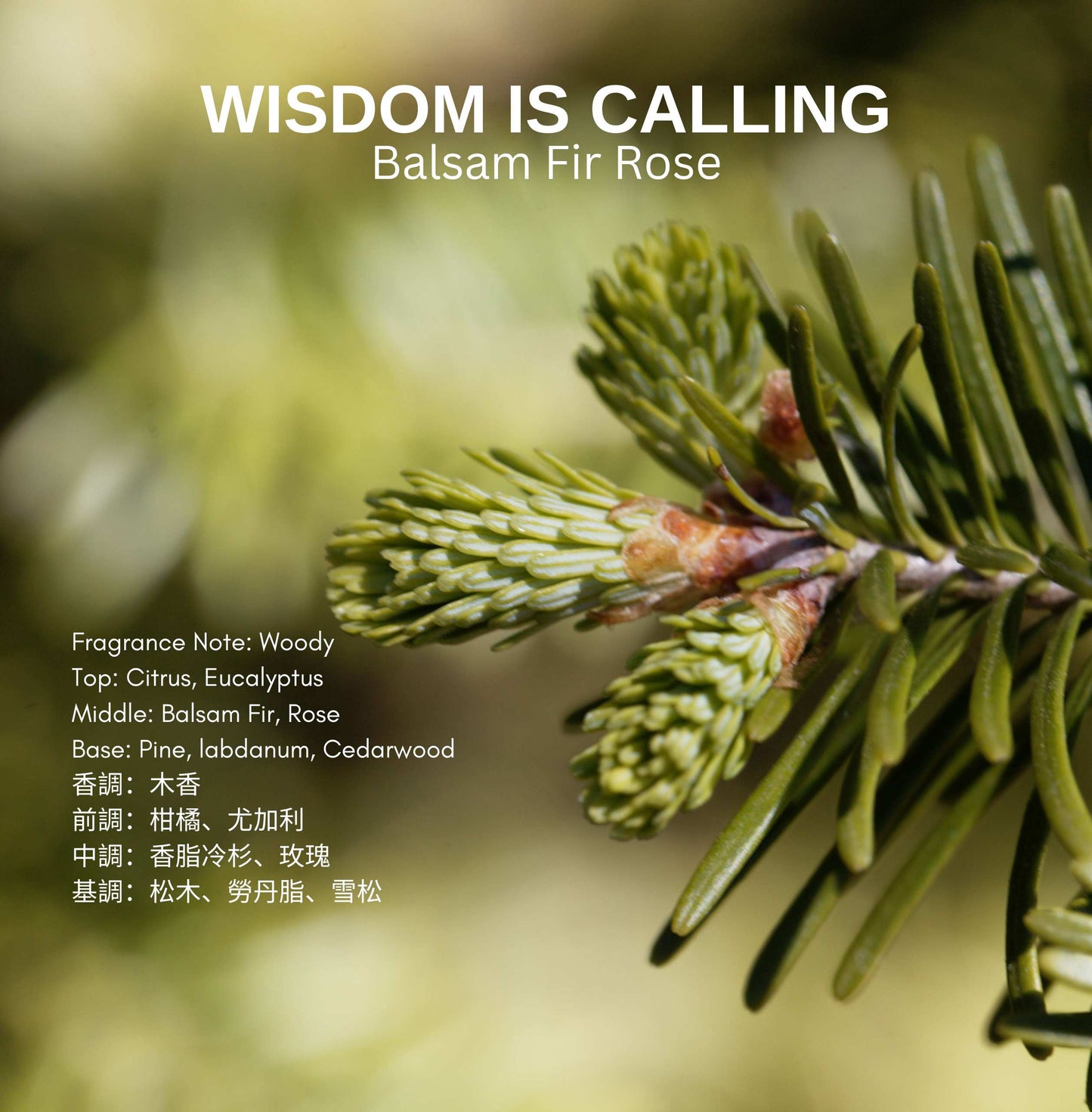 Wisdom Is Calling - Balsam Fir Rose
