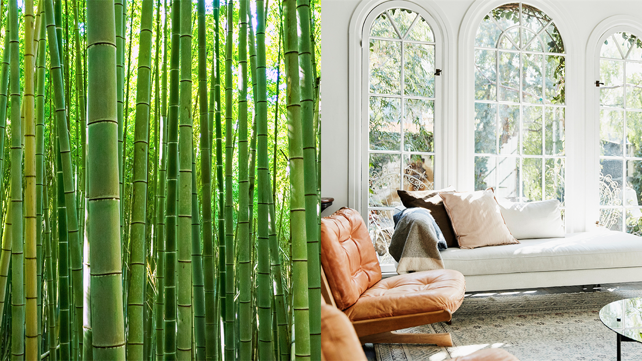 Wild Bamboo