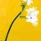 111  - Daisy Bergamot 100ml EDP