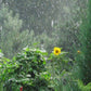Rainy Garden reed diffuser