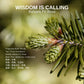 Wisdom Is Calling - Balsam Fir Rose