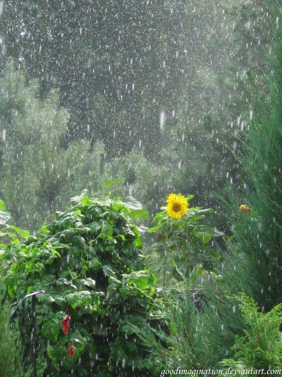 雨中花園(橙花+梔子花+香根草)藤枝香薰